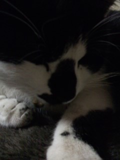 CocoIshii83's profile picture. 