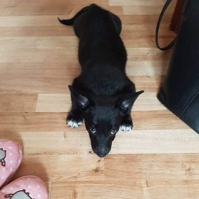 FabjoTajger's profile picture. Eloelo 520