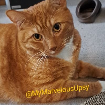 😻 My Marvelous Upsy is a miracle Cat and is the BESTEST Kitty Friend!! Join Mr. Upsy for much love & many smiles!! Stick around for his inspiring story!! ▶🔔👇