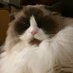 Elzbieta Lukaszek 🇵🇱🇪🇺🐈 (@ela_lukaszek) Twitter profile photo Elzbieta Lukaszek 🇵🇱🇪🇺🐈 (@ela_lukaszek) Twitter profile photo