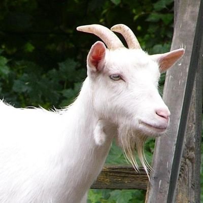 GoatStoneS Profile Picture