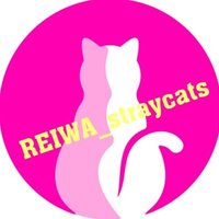 のらねこ(ᯫ᳐῾⦁⩊⦁´ᯫ᳐)🐾(@REIWA_straycats) 's Twitter Profile Photo