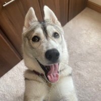 Meika the Mischievous Husky 🐶💜(@MeikaEds) 's Twitter Profile Photo