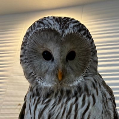mantai365's profile picture. フクロウ3羽🦉　ラッキー　モナカ　ベル