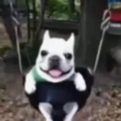 ElFoxoXD's profile picture. idk