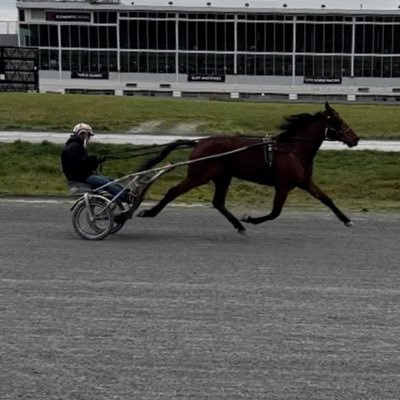 Paddock Judge- Fraser Downs Thoroughbred Groom at Hastings Racecourse