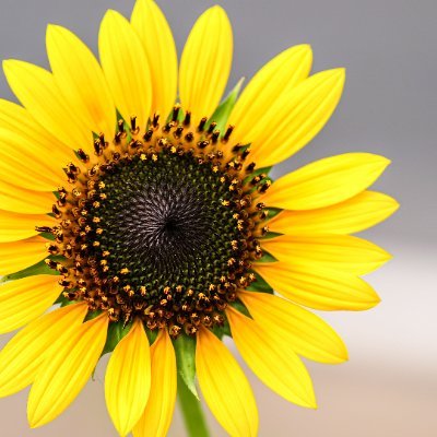 roboticcare's profile picture. rbt