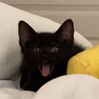Rushy (@rushyyszn) 's Twitter Profile