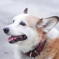 larm (@_larm) 's Twitter Profile