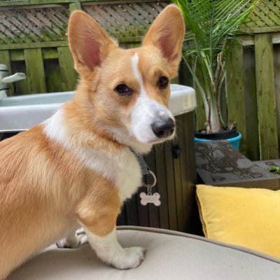 mariaocean78's profile picture. Just a small town girl living in an uptown world. loves her country 🇨🇦 & her neighbours 🇺🇸 unapologetically conservative DIVE ✌️🤿