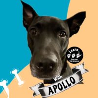 ASL with Apollo(@ASLwithApollo) 's Twitter Profile Photo