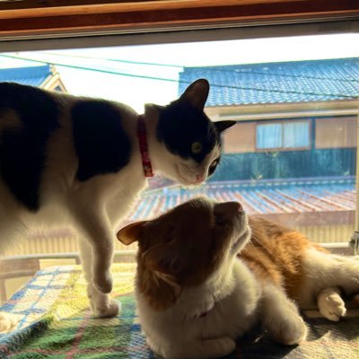 gomenataisu's profile picture. 筋トレ ゲーム 俺