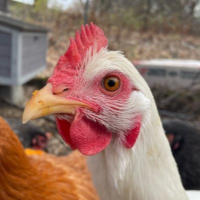 Jesus, Gardening, Chickens, and BBC. Oh, and wearing jeans when everyone else is dressed up. Thats the life.