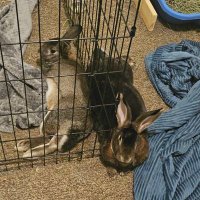 Carrie, Topaz, & Penguin 🌈 (@carrieberry75) 's Twitter Profile Photo