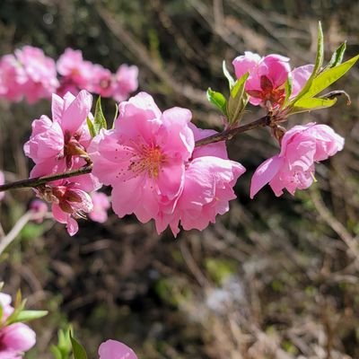 27歳/
夢閲覧垢/
tkrvの🎴と終ワルの長兄が愛しい/
銀髪と紫眼が好き/圧倒的犬派