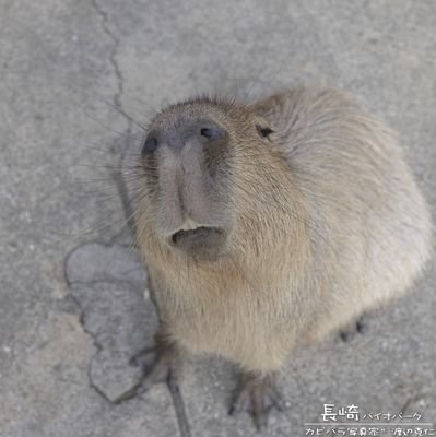 The Capybara and Kobeni Fan||| Art: @BojinPuffs