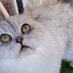 🫧ฉันเป็นแมว😺 (@buta_salmon) Twitter profile photo 🫧ฉันเป็นแมว😺 (@buta_salmon) Twitter profile photo