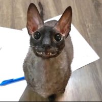 g (@trautsnehcterg) 's Twitter Profile Photo g (@trautsnehcterg) 's Twitter Profile Photo