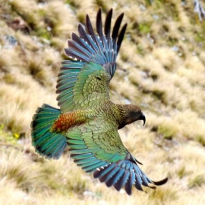 kevvy005's profile picture. Social media commentator