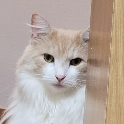 nekotomikanhako Profile Picture