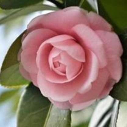 camellia_peach_'s profile picture. 🐻‍❄️