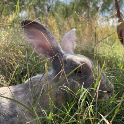 🐇🐓🌱Raising responsible humans along with some rabbits and laying hens in West Texas. Serving our local community. Homeschooling family. Hobby farming. 🌱🐓🐇