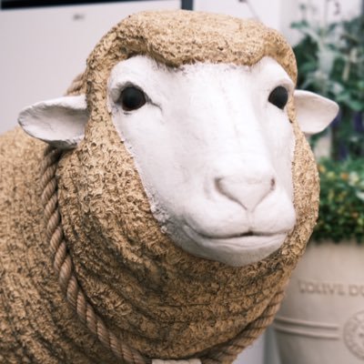 『盆栽』を始めマス🐑💨💨無知なわたくしめに皆さまのお知恵拝借いたします🐑💨盆栽情報に超貪欲な初心者ゆえ無言フォローにて御免🐑