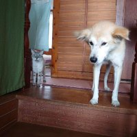 akane🐈️🐕️💕 (@akane86260) 's Twitter Profile