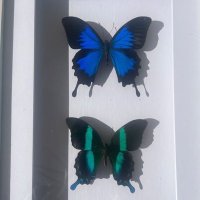 Anne Gaultier (@annegaultier) 's Twitter Profile