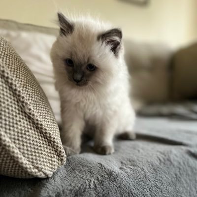 Aneeqa43683963's profile picture. like Tennis, Music ,Movies ,Food ,Books ,Travel,