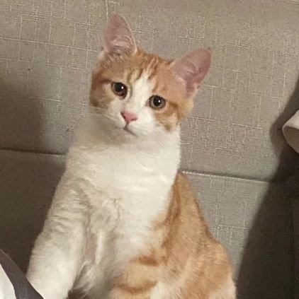 matcha_coolu's profile picture. 