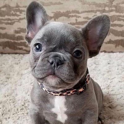 IF YOU LOVE FRENCH BULLDOG ❤️ FOLLOW OUR PAGE FOR FRENCH BULLDOG PHOTO AND GIFT COLLECTION. SUPPORT US🙏❤️