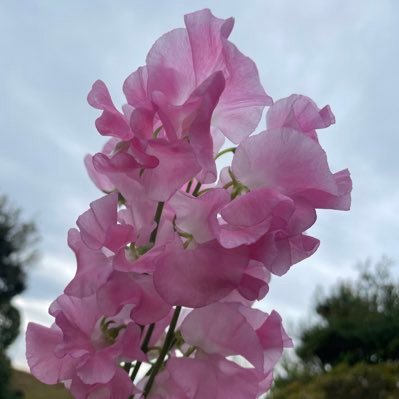esmileyama51's profile picture. 熊本地震をキッカケにTwitter始めました。 音楽聴きながらウォーキングを日課にしているHSPな主婦。JUJU ✨星野源✨三浦しをん✨ ❌エロお断り❌