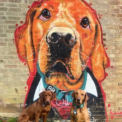 Fox red Labradors, proud employees of The Consortium Academy Trust as Wellbeing Dogs. Forever amused by the fact we are “The TCAT dogs”. The Wellbeing Lab.