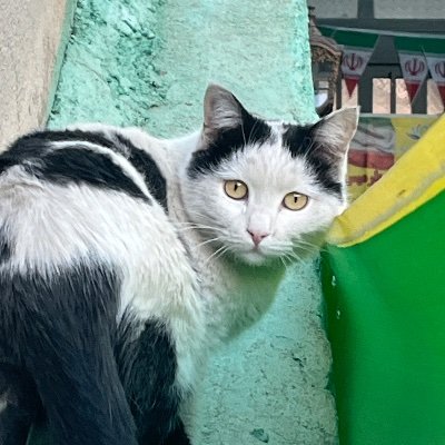 Mor22Imhf's profile picture. 