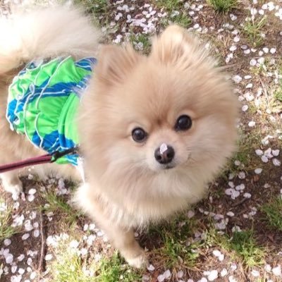 momotoimo's profile picture. 🌊絶対勝つぞ！ベルマーレ！🔱