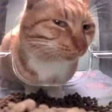 hopia_fRPh's profile picture. 📌 RPh, 2024.