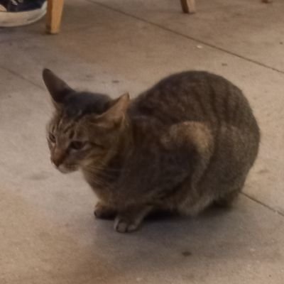 sievertstratus's profile picture. when does a comet become a meteor?