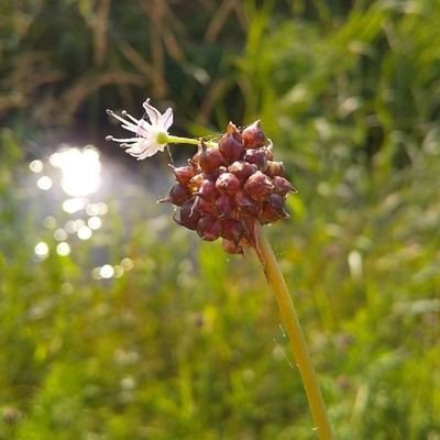 YEip2IkZf983695's profile picture. 庭の花々小鳥達、散歩で出会った植物達に日々癒やされています。
季節の移ろいを優しく教えてくれる二十四節気七十二候も好きです。
こちらを備忘録ライフワークの一環として植物達や二十四節気七十二候をアップして楽しんでいきたいと思っています。
X始めたばかりで良く分かりませんがどうぞ宜しくお願い致します☺️