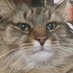 JonesyCat (@swifferjones1) Twitter profile photo JonesyCat (@swifferjones1) Twitter profile photo