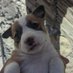 Domestic Animal (@voidrabbitp) Twitter profile photo Domestic Animal (@voidrabbitp) Twitter profile photo