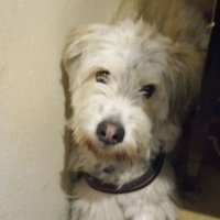 PBUCCI (@pbuccib) 's Twitter Profile