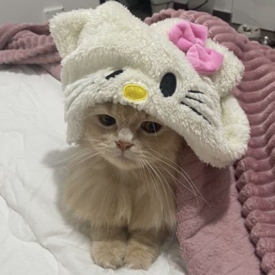 sstrawberrycats Profile Picture