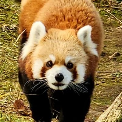 コロナ禍の2021年に釧路市動物園のアムールトラのココアちゃんを動画で観て
大型の肉食動物（主にネコ科）に対する考え方が変わり、
トラやライオン達に興味が出てきました。
基本的に動物好きです。
その他、B級グルメを食べに行ったりしています。
あと、選挙には必ず行ってます。