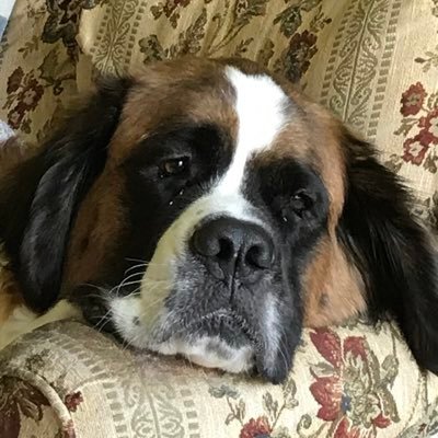 Husband/Dad | Saint Bernard/Morgan | @WinWithDMR Rambeau, Wo Hop | @SUNYPlattsburgh | @PlattsRotary | #FlyEaglesFly | 👍Tucson, Tucumcari 🚫Tehachapi, Tonapah