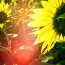 Kristie Lea Willis - @WillisLea - Twitter