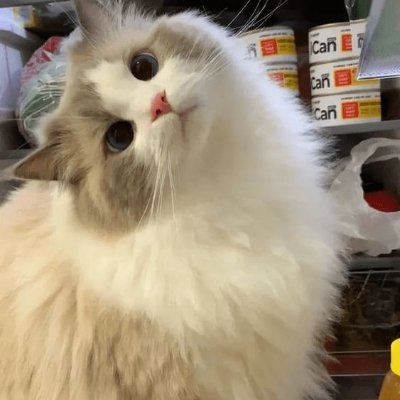 allcatsauras's profile picture. Even cat can confuse "us". | dm for credit or removal.
