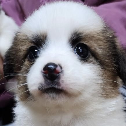 Fruitsmoomin's profile picture. لا إله إلا الله محمد رسول الله