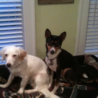 bmgatl's profile picture. Owner, operator, chief dog walker at Gone to the Dogs Pet Care. We offer personalized pet sitting and dog walking services in metro Atlanta since 2011.