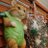 ねこざんまい